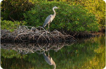 Heron standing among mangrove roots in Florida